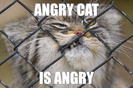 angry-cat-is-angry.jpg